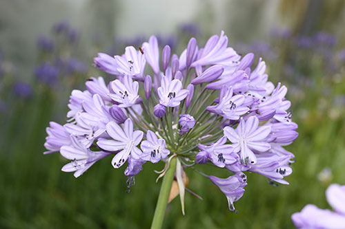 Agapanthus Megans Mauve