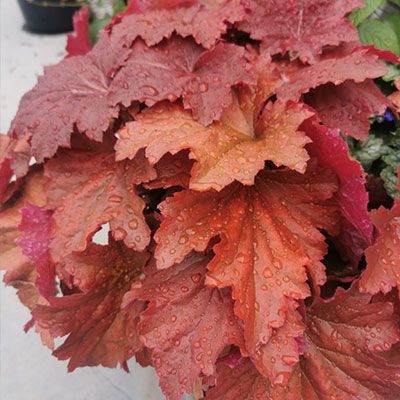Heuchera