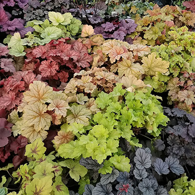Heuchera